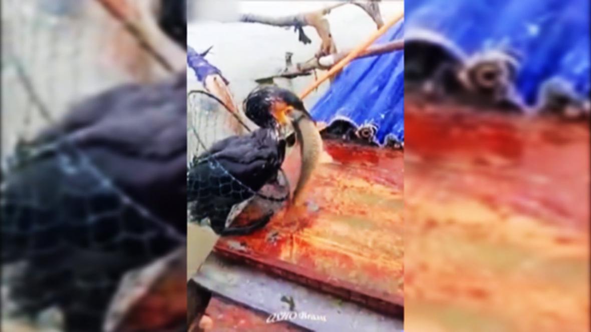 شیوه عجیب چینی ها در ماهیگیری با بیرون کشیدن ماهی از دهان پرنده!