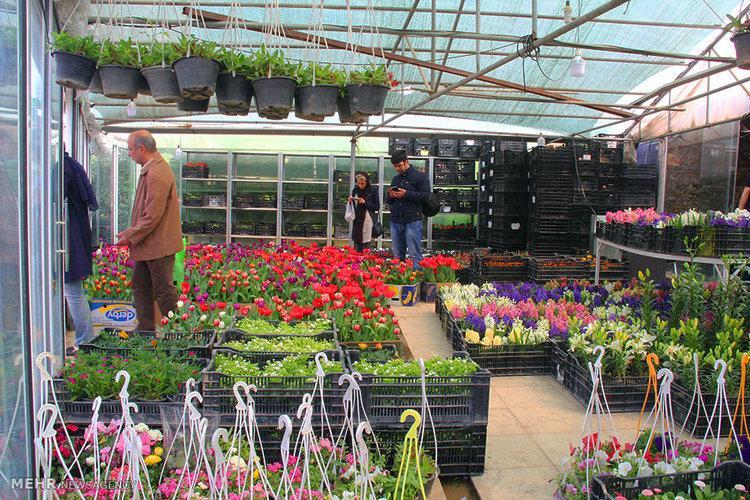 آیا وایتکس و یخ عمر گل را بیشتر می نماید؟