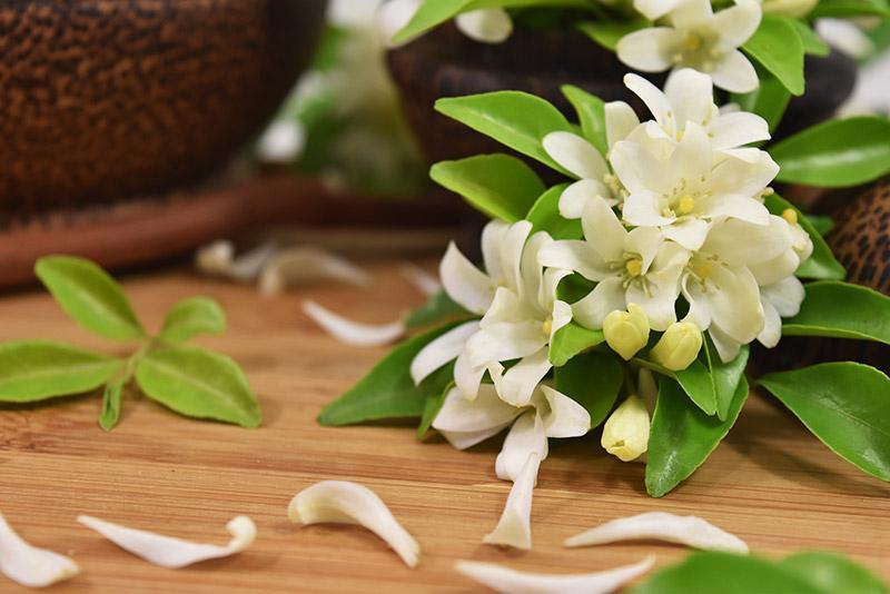 نحوه قلمه زدن گل یاس