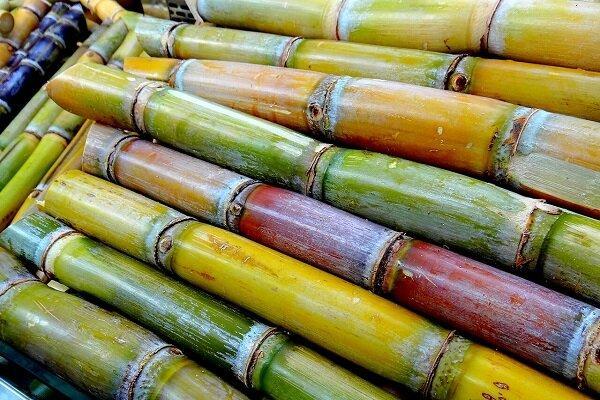 کشت نیشکر در هفت تپه آغاز شد