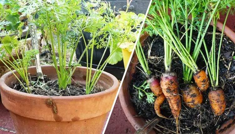 آموزش کاشت هویج در گلدان ؛ اصول پرورش و شرایط نگهداری آن