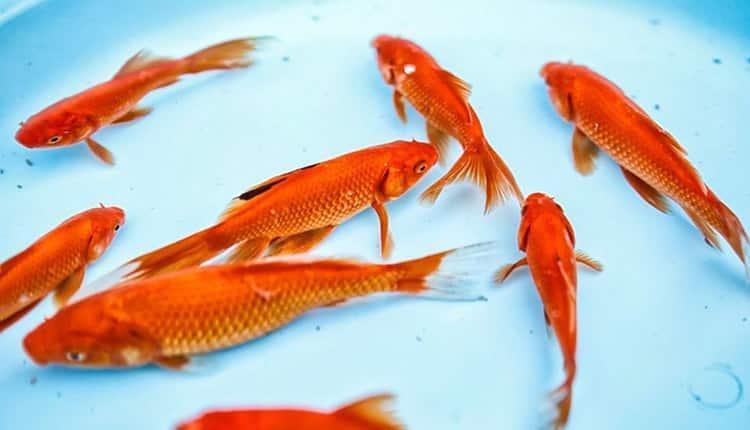 تعبیر خواب ماهی قرمز - معنای دیدن ماهی قرمز در تنگ یا حوض