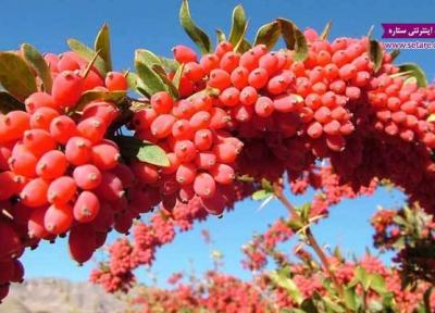 دمنوش زرشک: خواص، مضرات و طرز تهیه دمنوش زرشک
