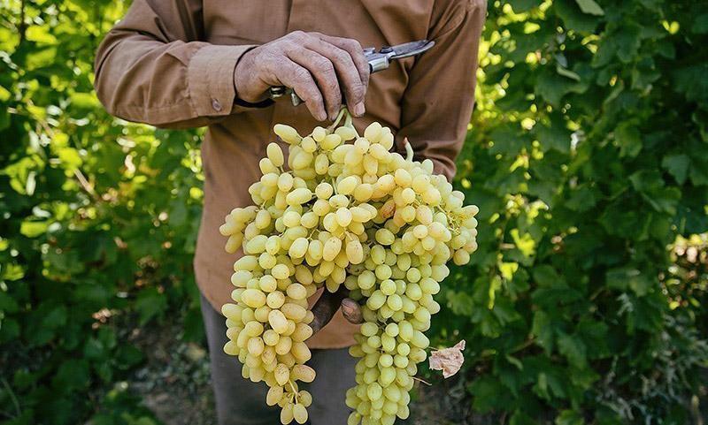 خوردن انگور خطرناک شده است؟!