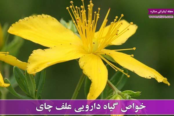 خواص علف چای + کاربرد دارویی گیاه علف چای