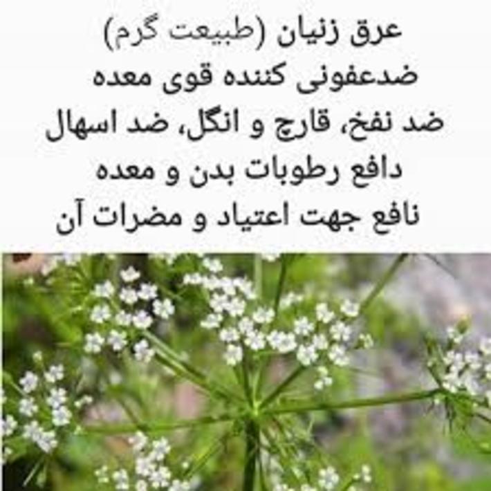 عرق زنیان چیست و چه خاصیت هایی دارد؟ عرق زنیان چیست و چه خاصیت هایی دارد؟