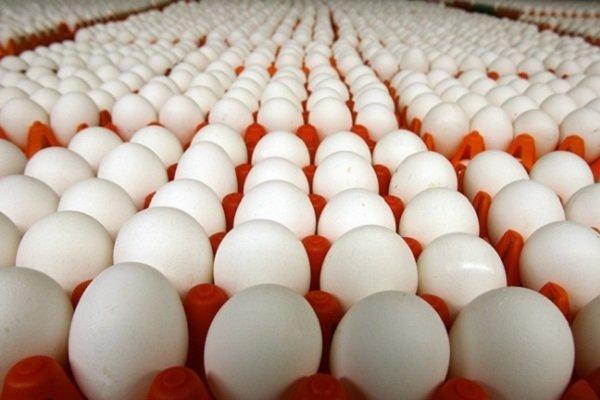 وعده خاوازی عملی نشد ، چرا قیمت تخم مرغ نشکست؟