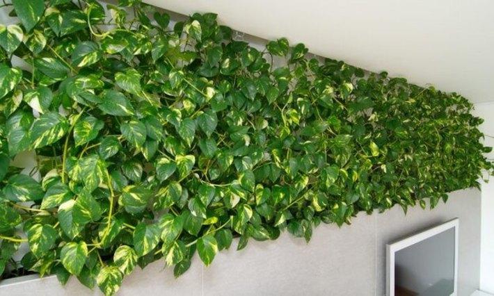 تقویت خانگی گل پتوس