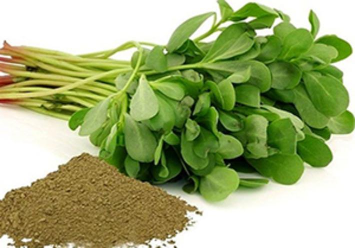به راحتی در خانه گیاه خرفه پرورش دهید