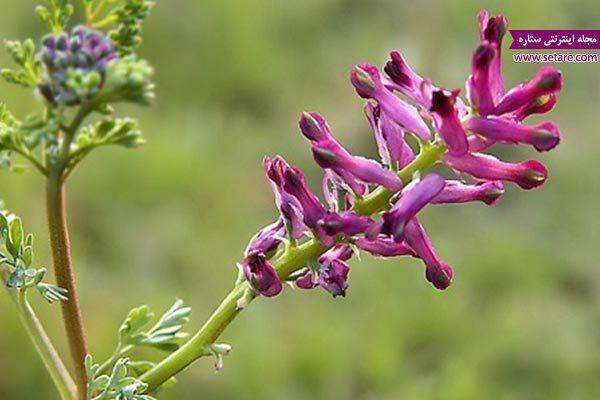 خواص شاتره چیست؟ (آشنایی با مضرات و خواص گیاه شاتره)