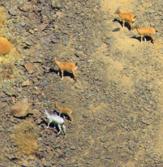 ثبت یک پدیده نادر در حیات وحش خراسان رضوی ، آلبینیسم در یک بز وحشی در خواف