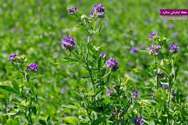 خواص یونجه چیست؟ (خواص درمانی یونجه)