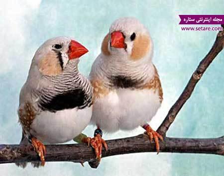 همه چیز درباره لانه سازی فنچ ها