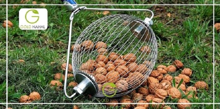 چرا بعد از خرید نهال گردو بعضی از نهال ها خشک می شوند؟