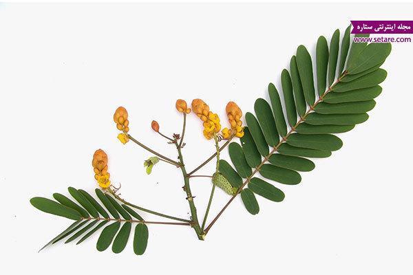 خواص برگ سنا چیست؟ (همه چیز درباره خواص و عوارض برگ سنا)