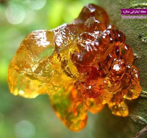 صمغ درخت کاج و فواید شگفت انگیز آن صمغ درخت کاج و فواید شگفت انگیز آن