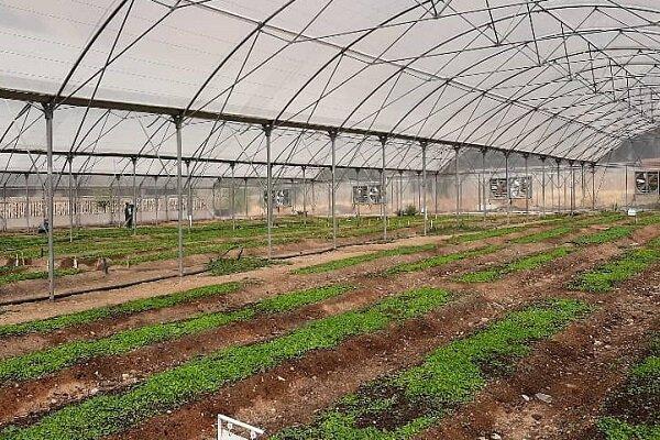 فناوران بومی سهم تولید داخل نهاده های گلخانه ای را افزایش می دهند