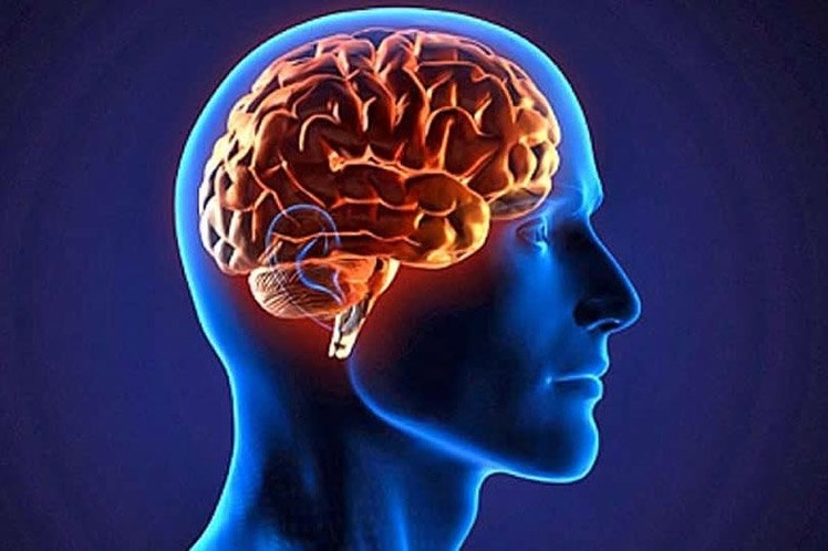 حقیقت های جالب از تاثیر رفتار انسان بر مغز