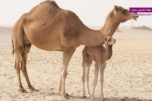 خواص گوشت شتر در طب سنتی