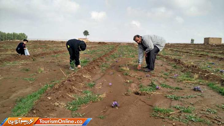 بازدید گردشگران از مزارع برداشت زعفران در قم