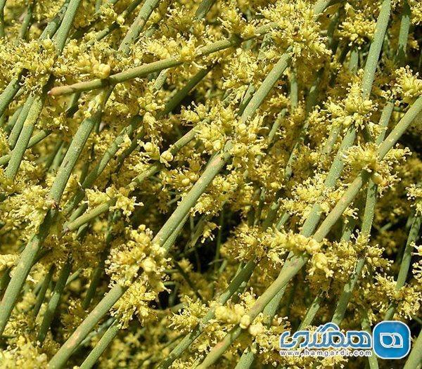 گیاه افدرین چیست و چه کاربردهایی دارد؟