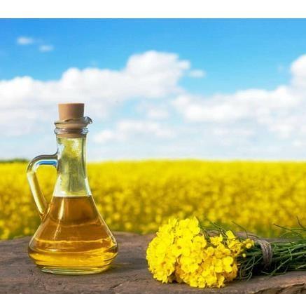 240 هکتار کلزا در آمل کشت شد، افزایش 110 هکتاری سطح زیرکشت