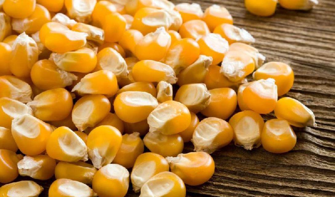 همراهی: موش 1200 تن ذرت را در انبار های گمرک می خورد