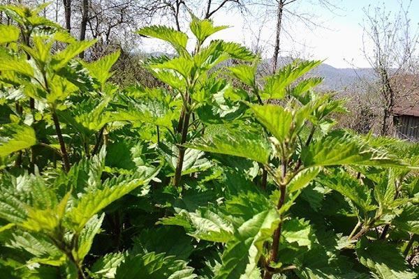 روش کاشت خانگی و نگهداری گیاه دارویی گزنه