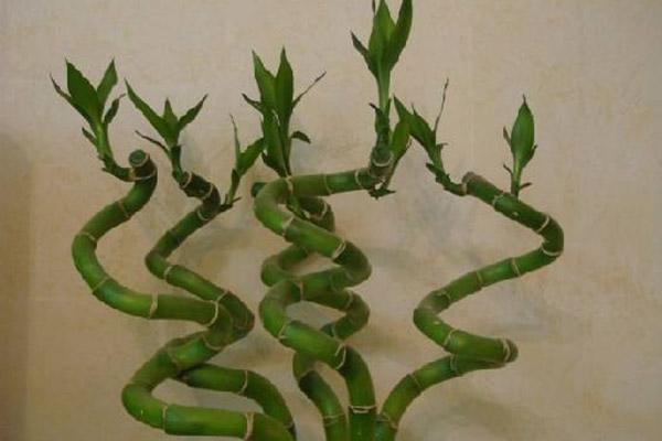 قلمه زدن بامبو و نگهداری آن چگونه است؟