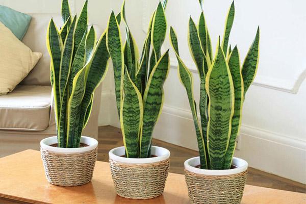 طریقه نگهداری گیاه سانسوریا در منزل و محل کار