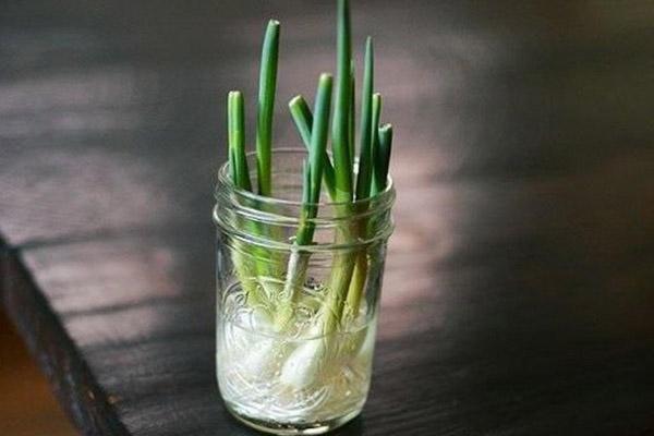 طریقه کاشت پیاز خوراکی در گلدان