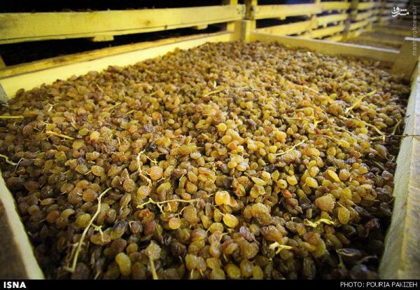 تاثیر شگفت انگیز مصرف صبحگاهی کشمش