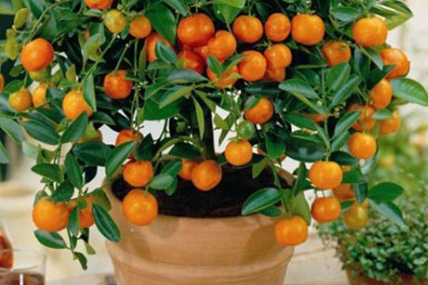بهترین روش کاشت هسته پرتقال در گلدان