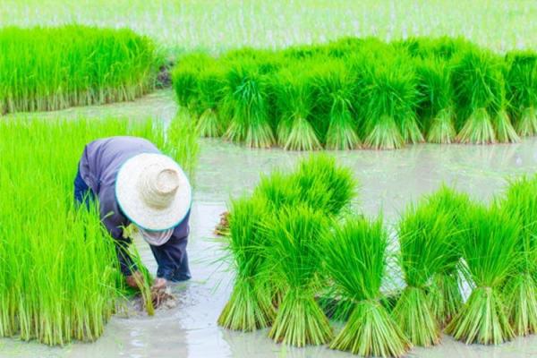 تامین 85 درصدی برنج نیاز داخل در سال 99