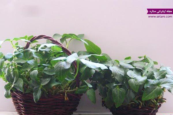 آموزش کاشت سبزه تخم کدو برای عید نوروز