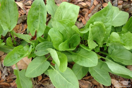 ویژگی هایی از گیاه ترشک که نمیدانستید