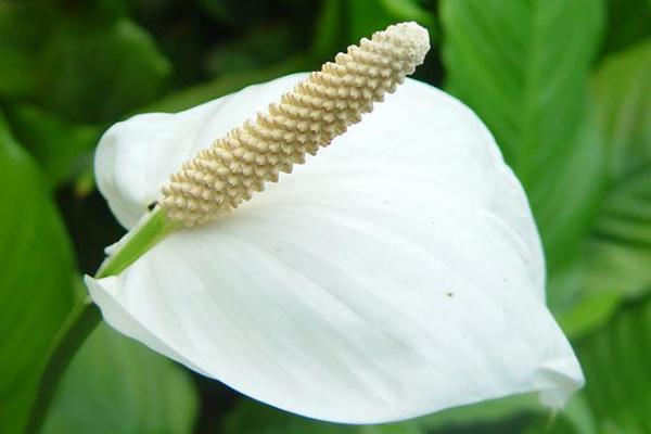 شرایط و نحوه نگهداری گیاه اسپاتی فیلوم