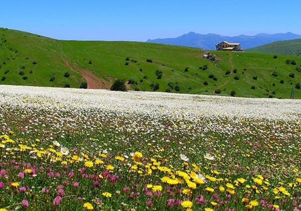 سفر به جنگل فندقلو؛ سلامی به بهشت اردبیل سفر به جنگل فندقلو؛ سلامی به بهشت اردبیل