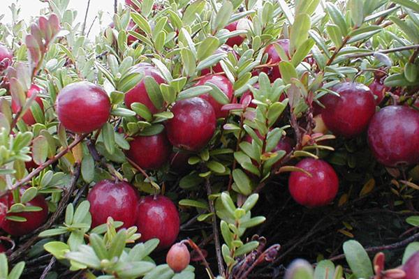 خواص کرن بری و لاغری