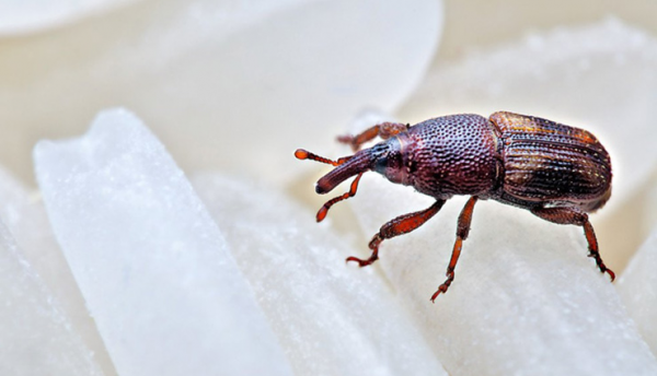 ترفندی برای از بین بردن حشره برنج