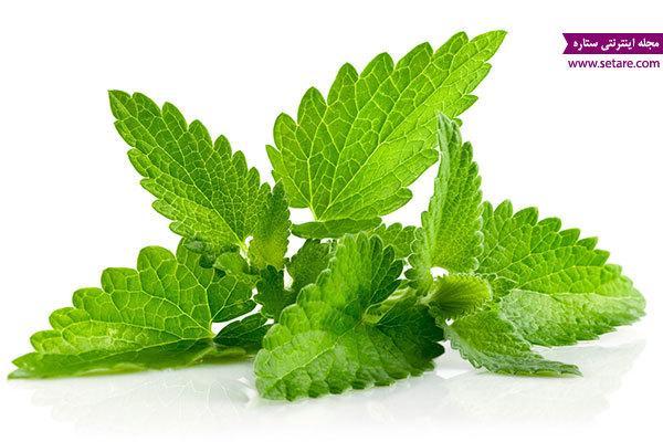 انواع خواص نعناع (خواص دارویی و درمانی گیاه نعناع) انواع خواص نعناع (خواص دارویی و درمانی گیاه نعناع)