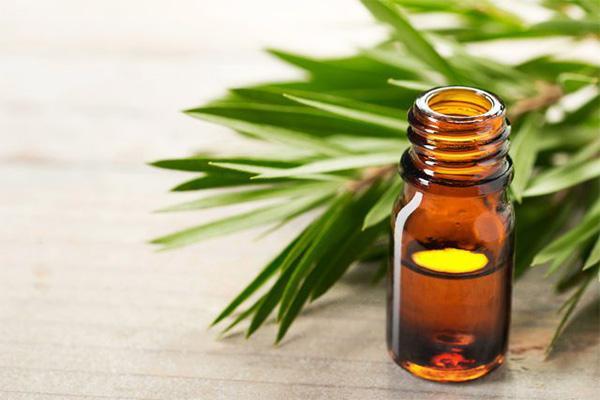 خواص روغن درخت چای چیست؟ خواص روغن درخت چای چیست؟
