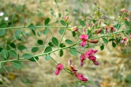 آشنایی با خواص دارویی ترنجبین