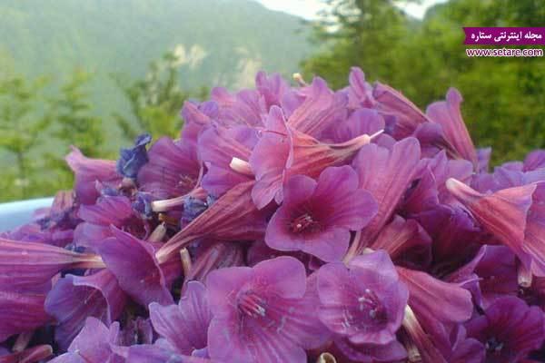 آشنایی با گیاه دارویی گل گاوزبان