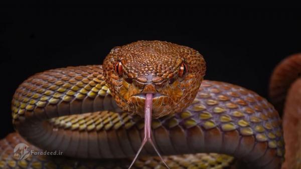 تعبیر دیدن مار در خواب