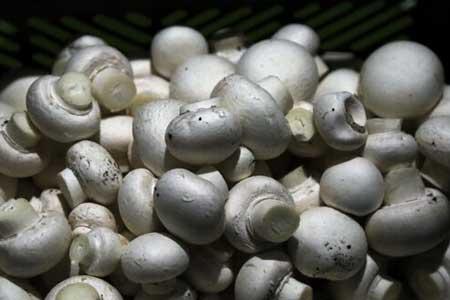 سرانه مصرف قارچ 30درصد افزایش یافت