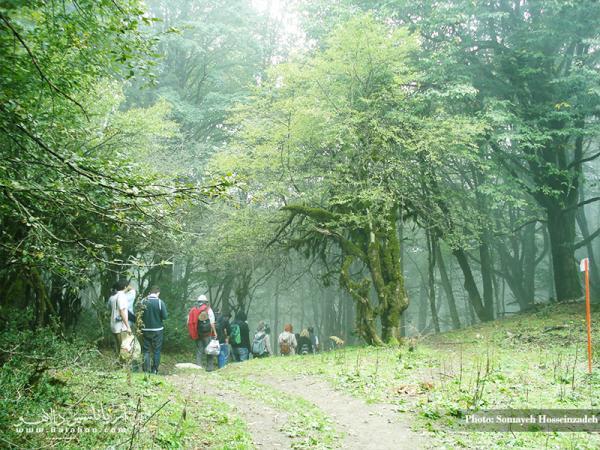 جنگل الیمستان؛ پیش روی دماوند