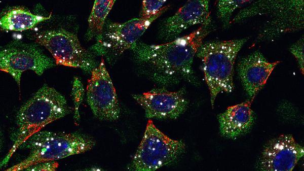 با یک بار تزریق دارو، از شر سرطان پوست خلاص شوید