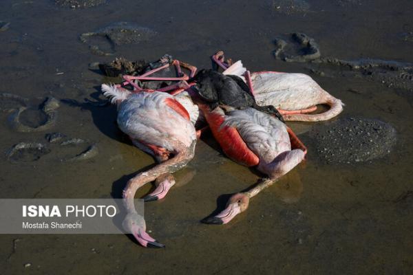 مرگ بیش از 2000 پرنده مهاجر در میانکاله، چرا در این تالاب سم تولید می شود؟
