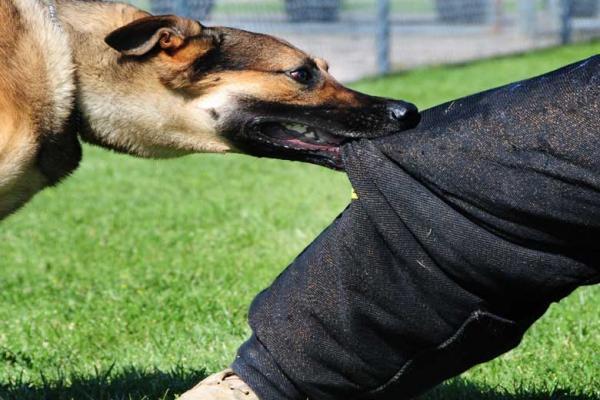 اولین اقدام در حیوان گزیدگی چیست؟